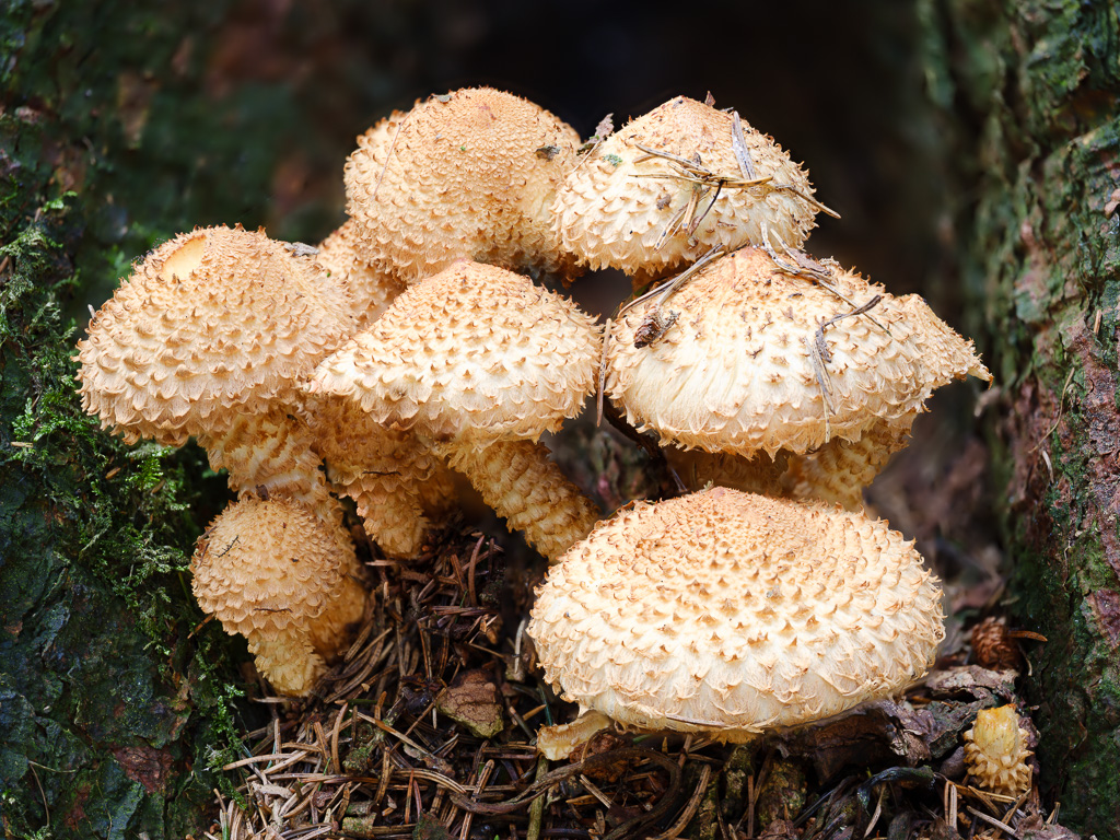 Pilze (3 von 3)