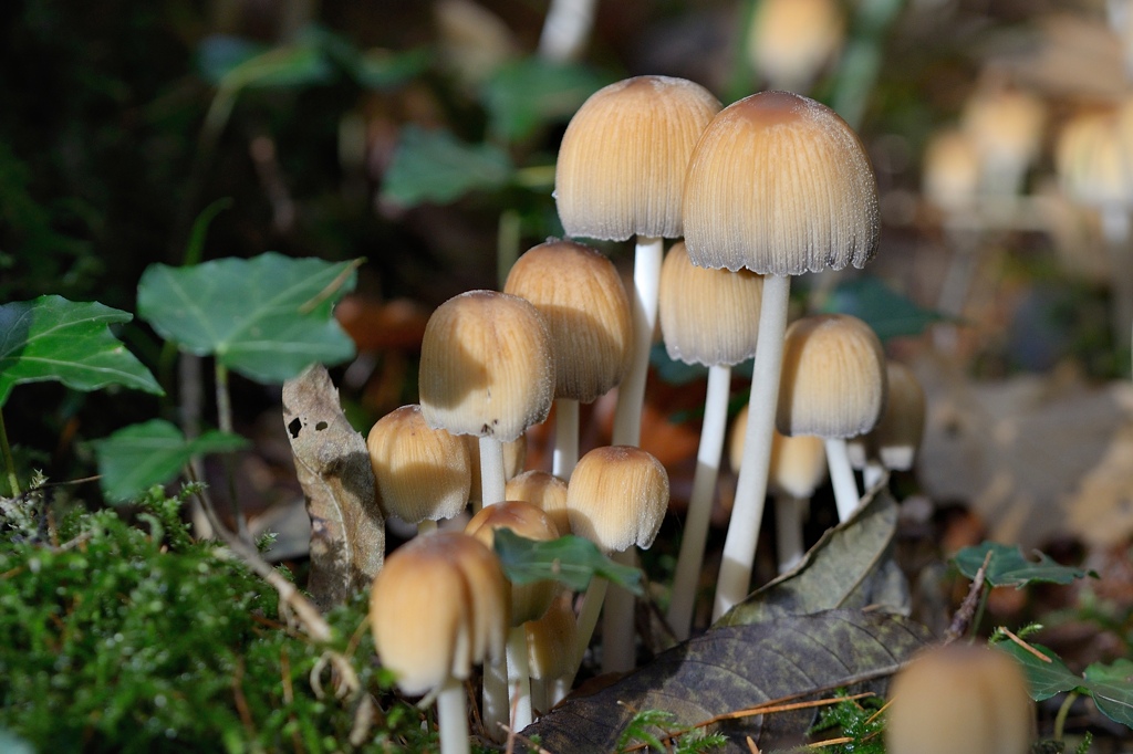 Pilze Eschenberg 2013