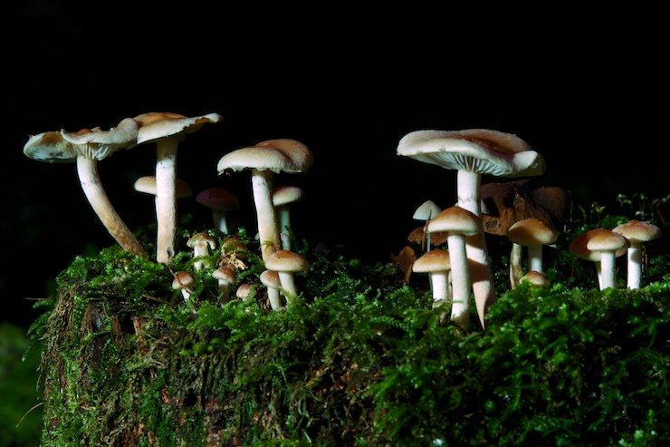 Pilze im Wald 001