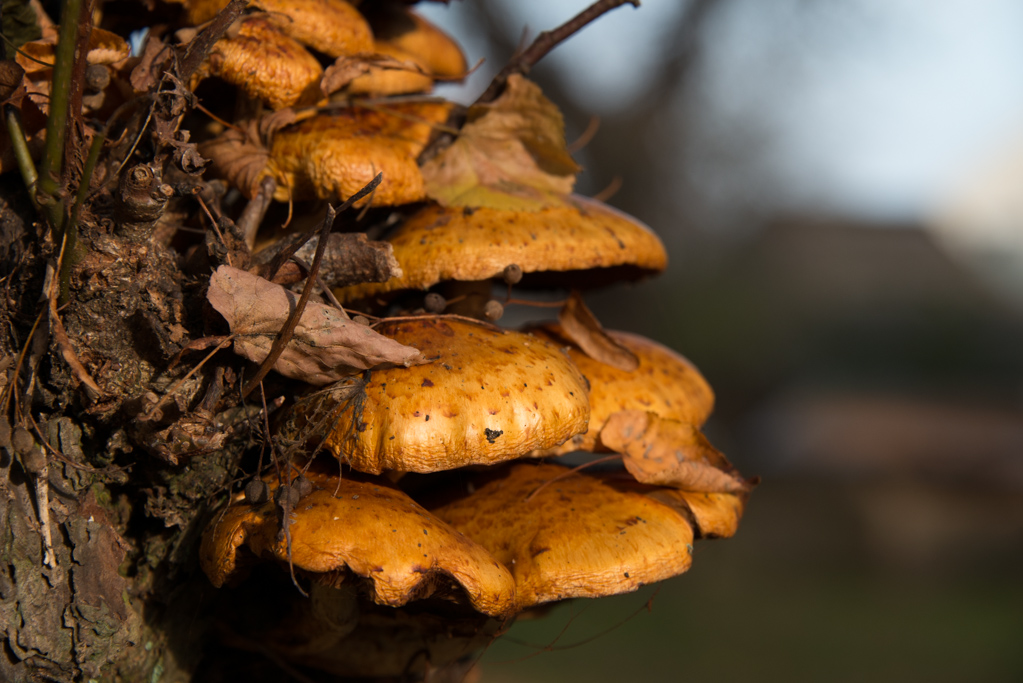 Pilze in Liepe
