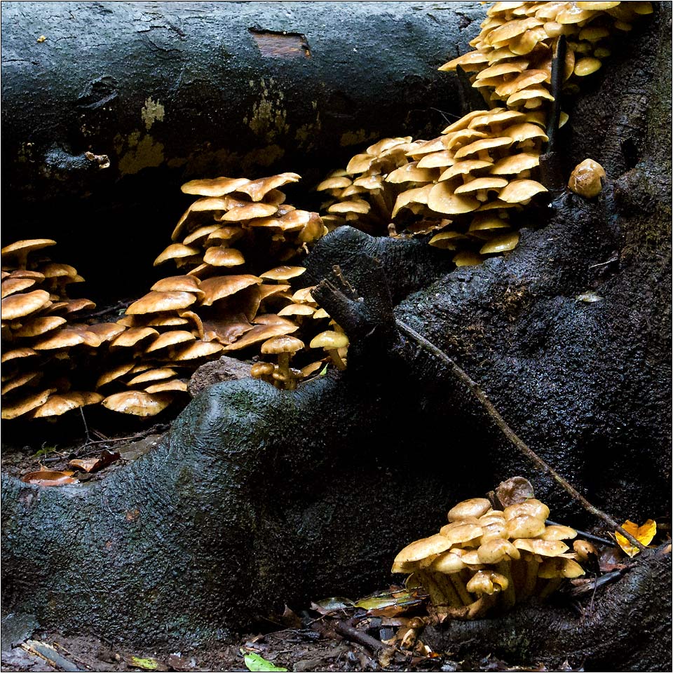 Pilze, La Palma