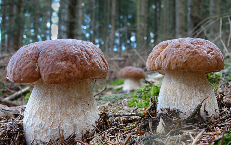Pilze  und mehr 2014 040