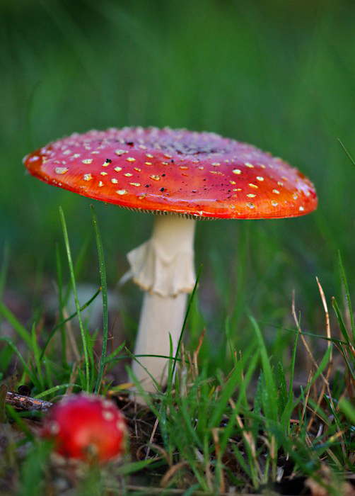 Pilze www 4 ps