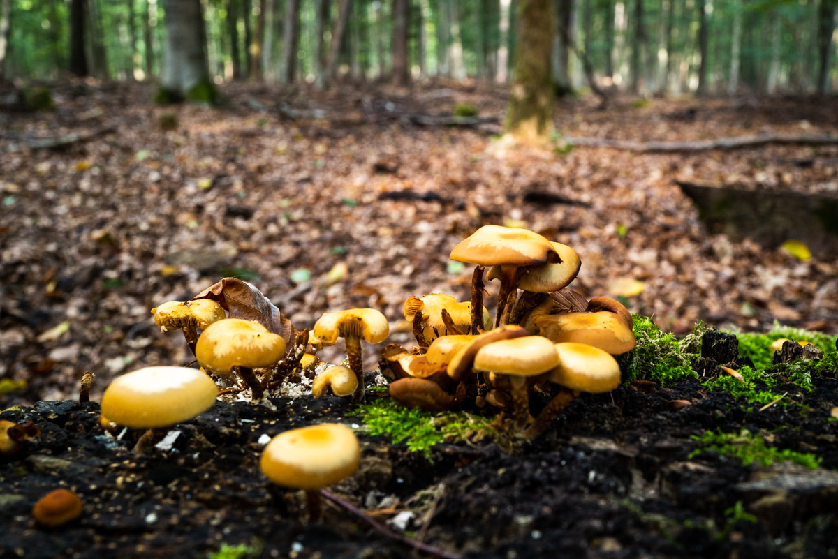 Pilze