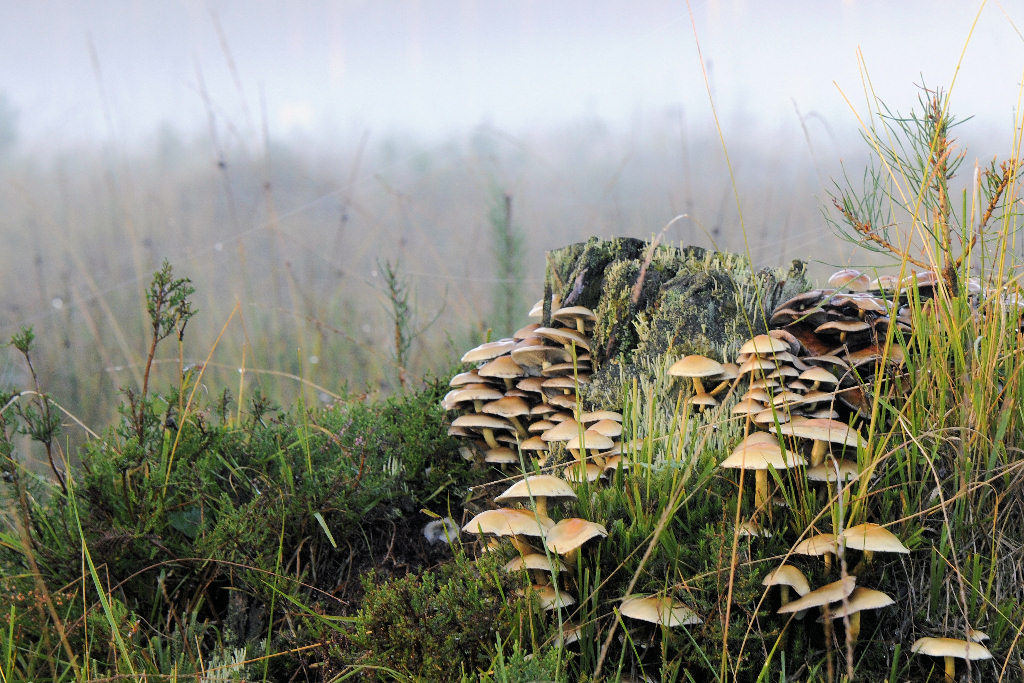Pilze1