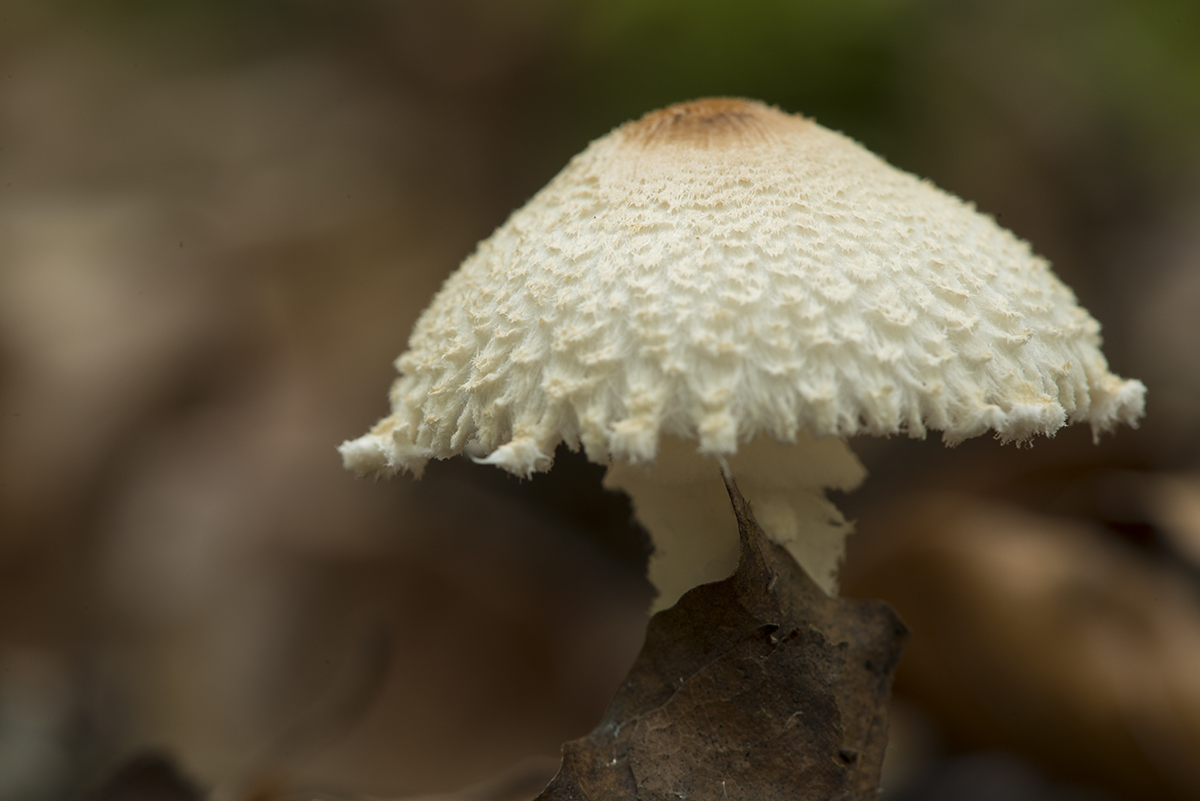 pilze11