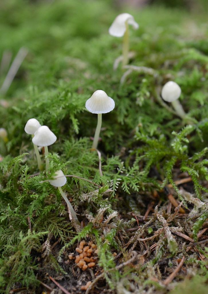 pilze5