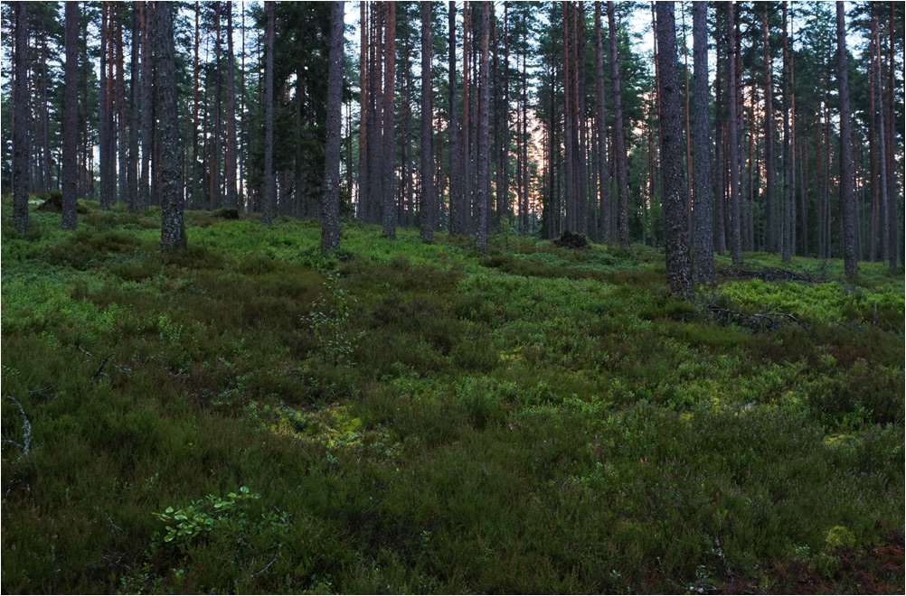 pilzwald