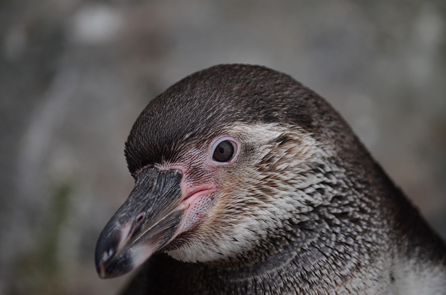 pinguin1