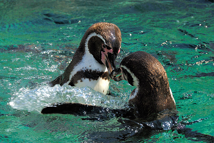 Pinguine in  Schoenbrunn