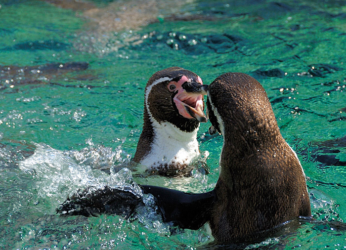 Pinguine in  Schoenbrunn