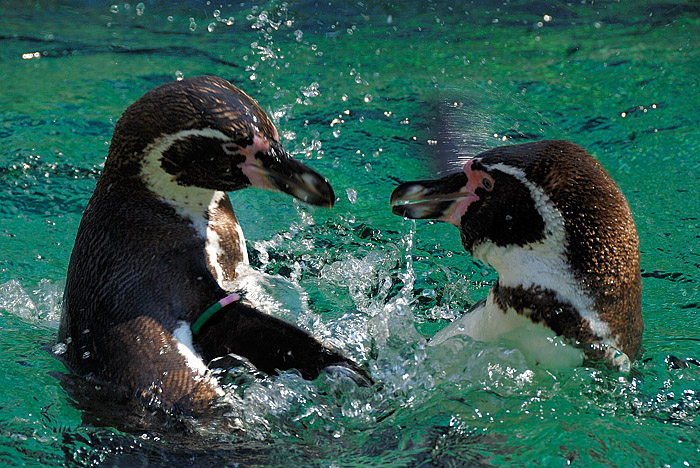 Pinguine in Schoenbrunn