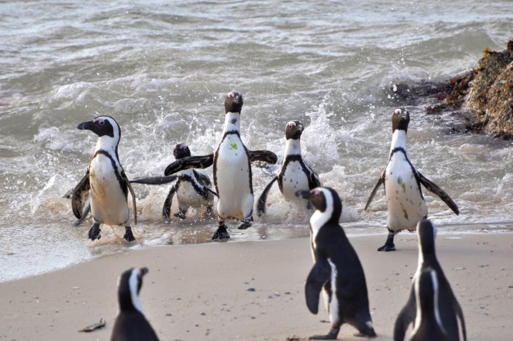Pinguine1