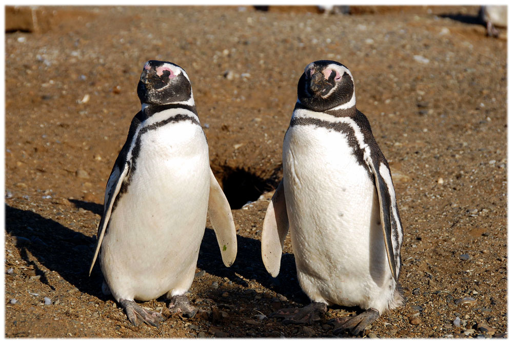 Pinguininsel Magdalena, Patagonien, Chile... 1000e dieser Magellanpinguine, bevölkern dort ihr Inslereichtum und werden nur zeitweise von Touris gestö