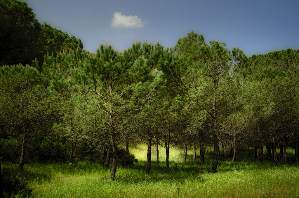 Pinienwald I bei Sorso;sardinien
D3200, 18-105mm
entwickelt mit Darktable