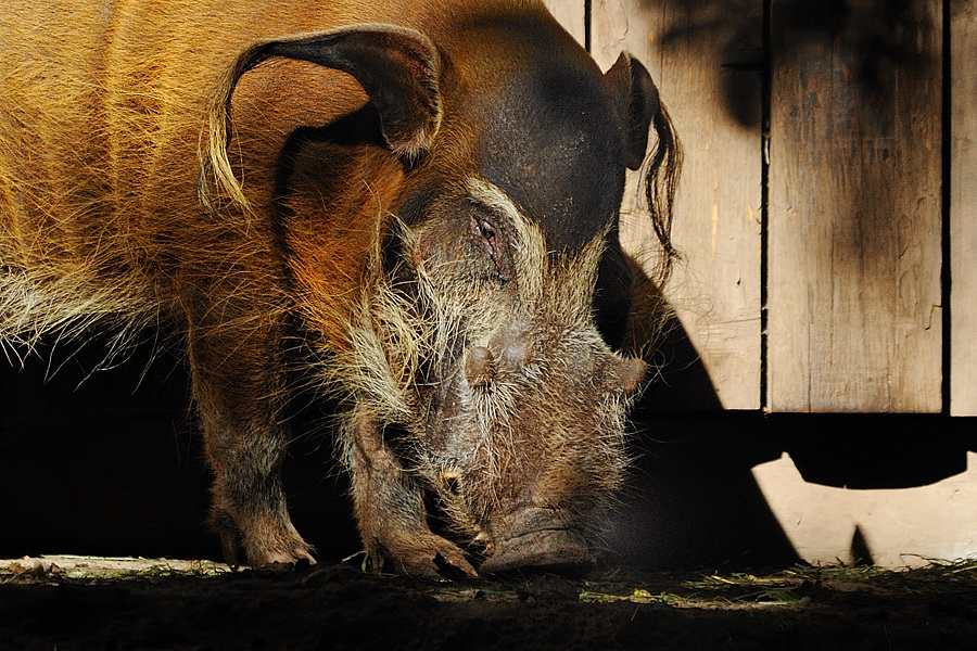 Pinselohrschwein
Tiergarten Nürnberg