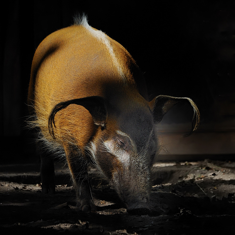 Pinselohrschwein
Tiergarten Nürnberg