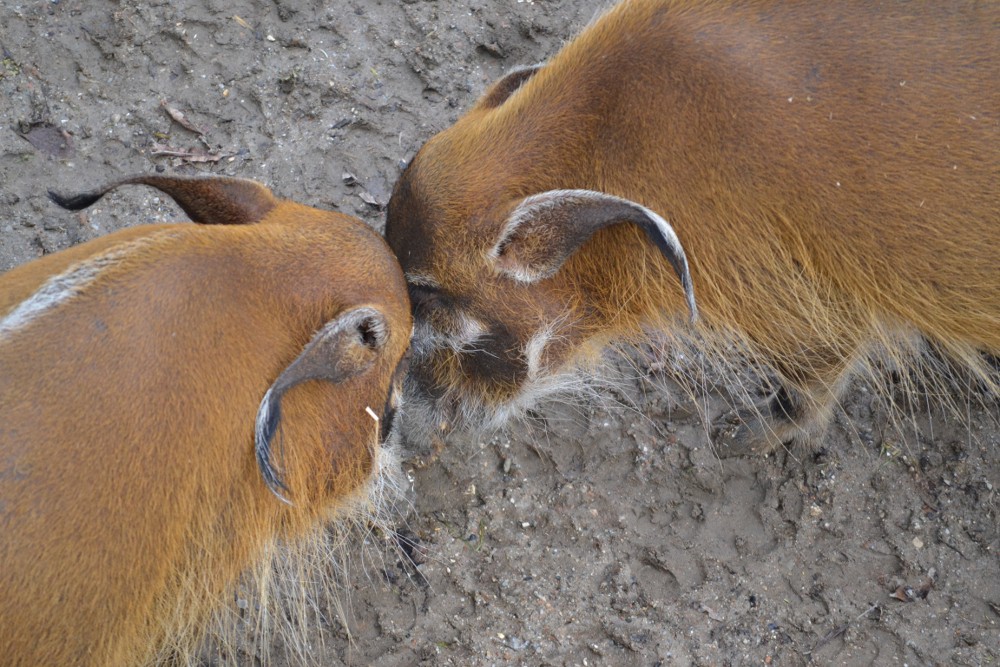 Pinselohrschweine