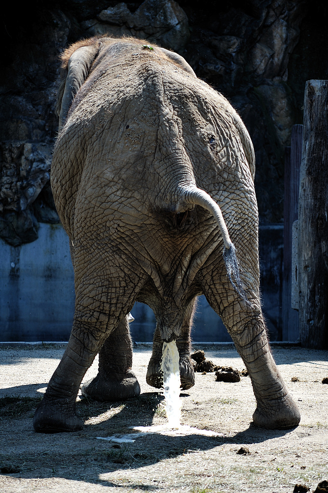 pischender elefant