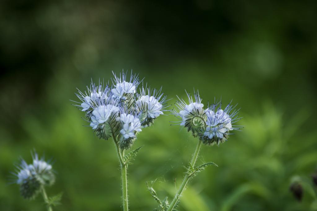 Plümchen