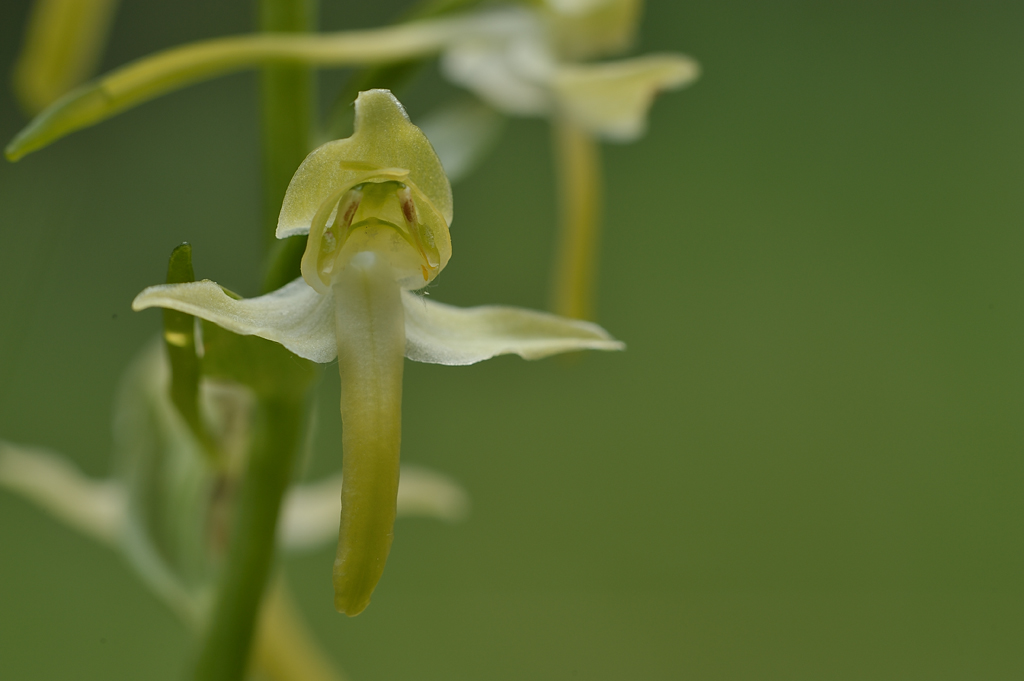 PlatantheraChloranta RUD DSC7047