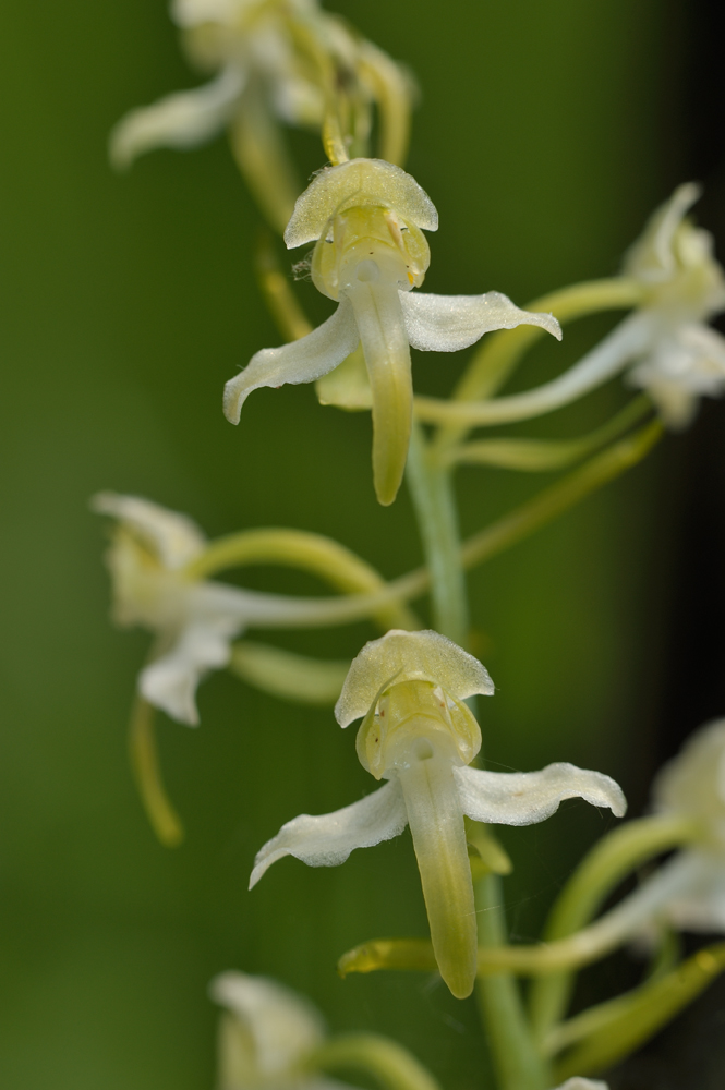 PlatantheraChloranta RUD DSC7053