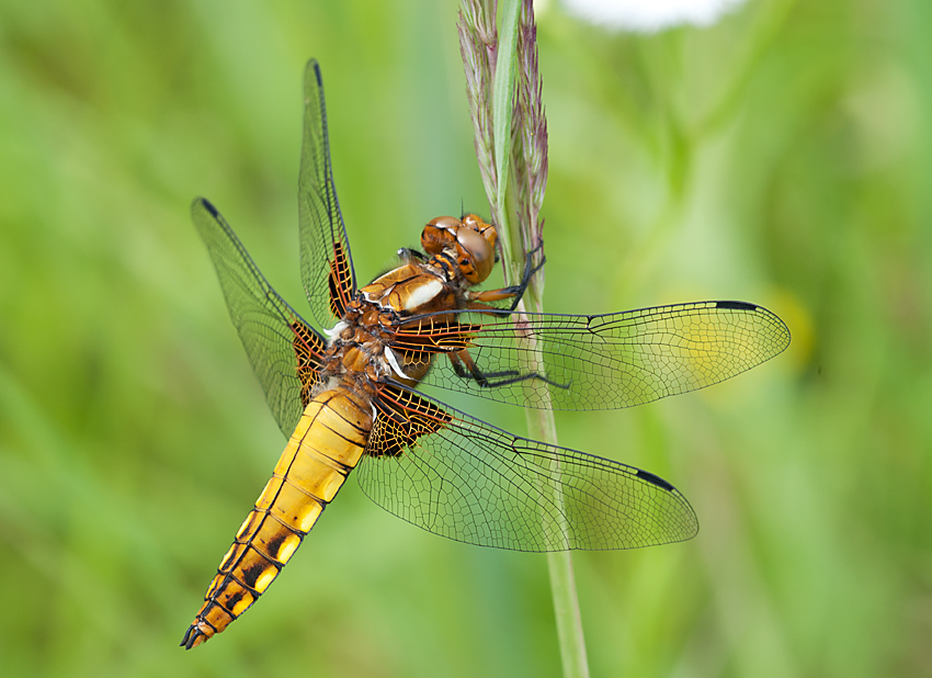 Plattbauch (w) 2012 06 26 01