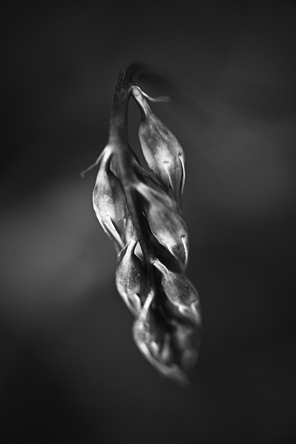 Platterbse_BW.jpg