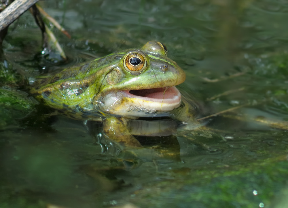 plaudernder Frosch