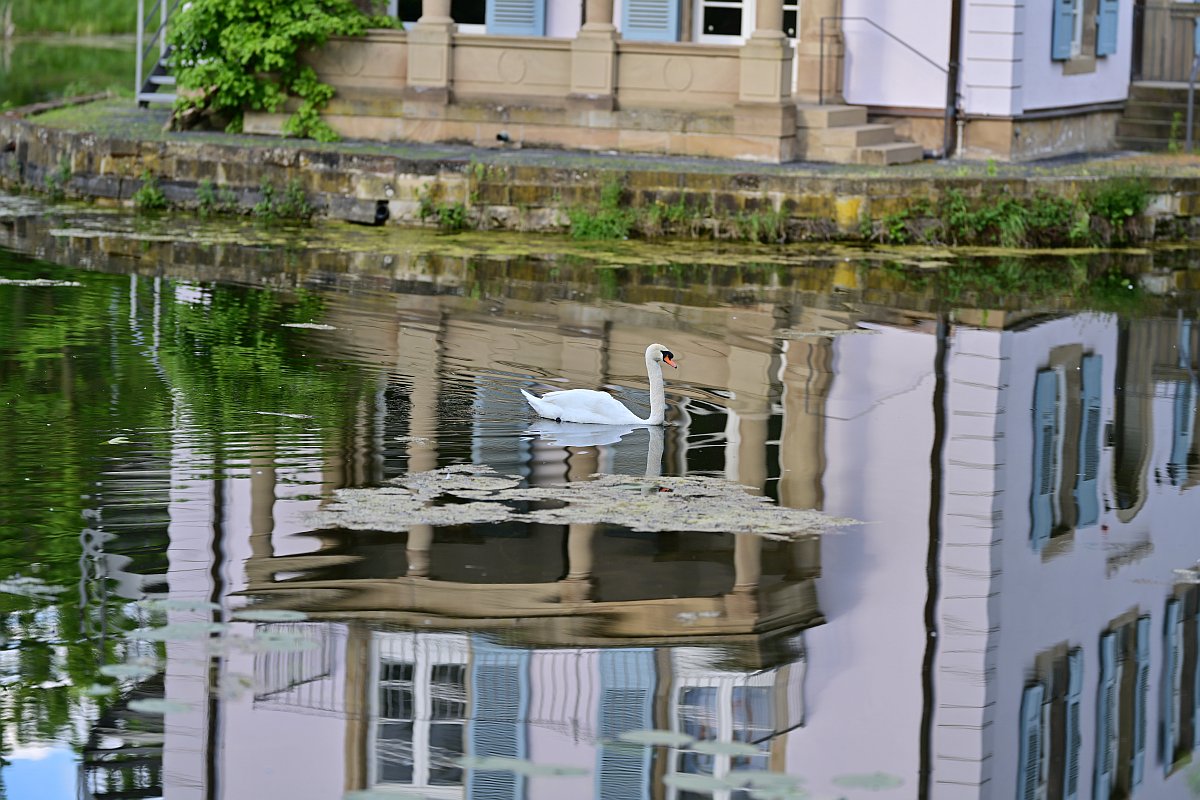 Plena-Spiegelung1.jpg