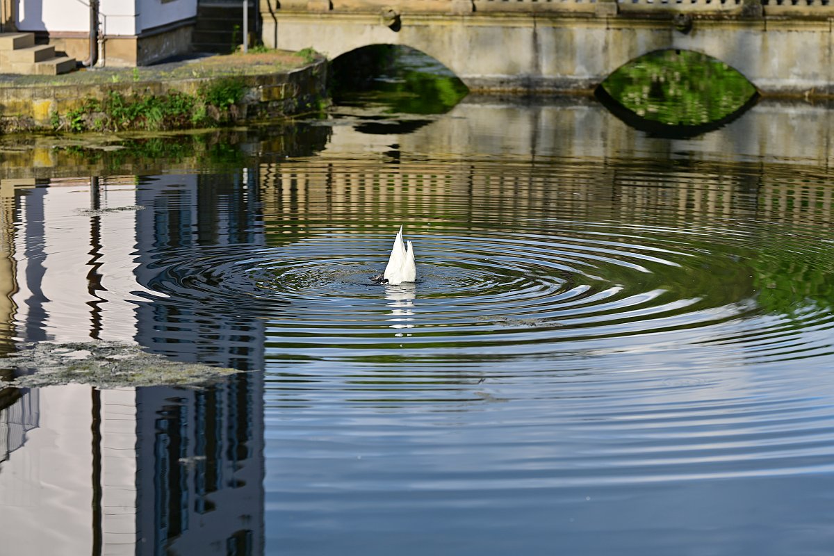 Plena-Spiegelung3.jpg