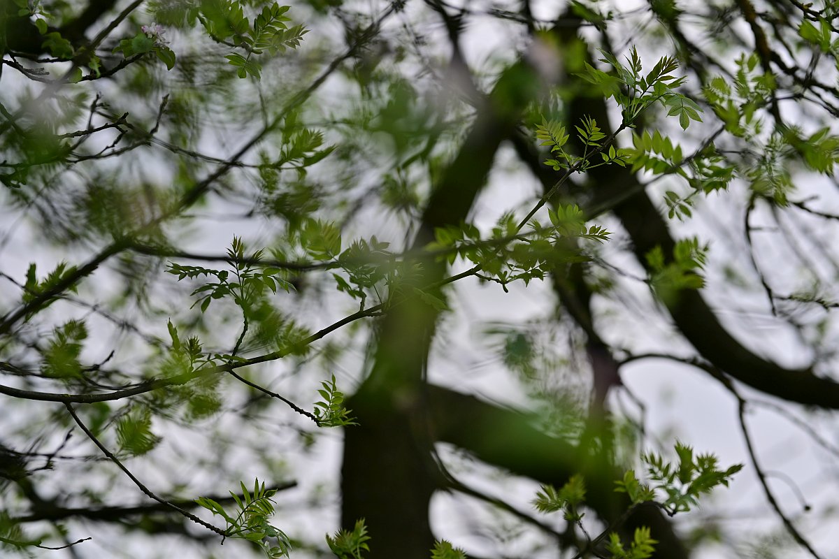 Plena_Äste-Bokeh.jpg