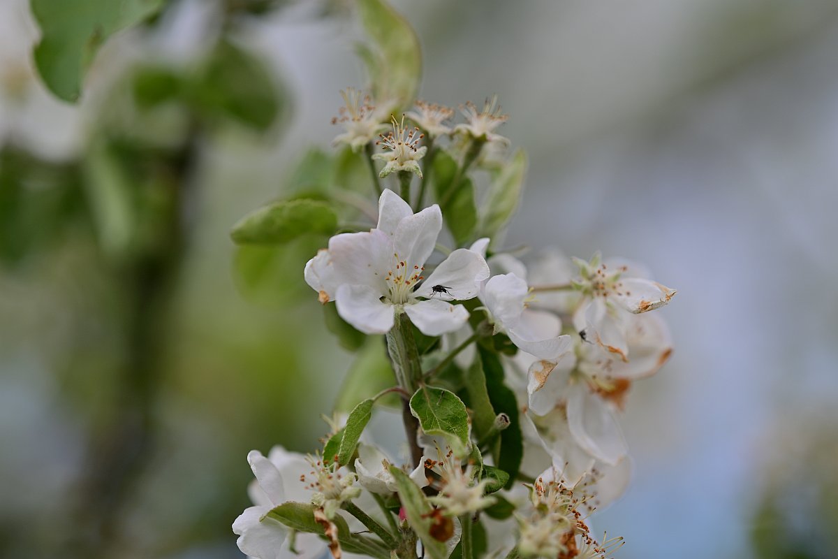 Plena_Äste-Bokeh2.jpg