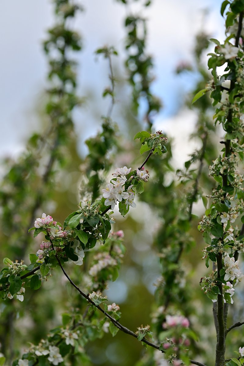 Plena_Äste-Bokeh3.jpg