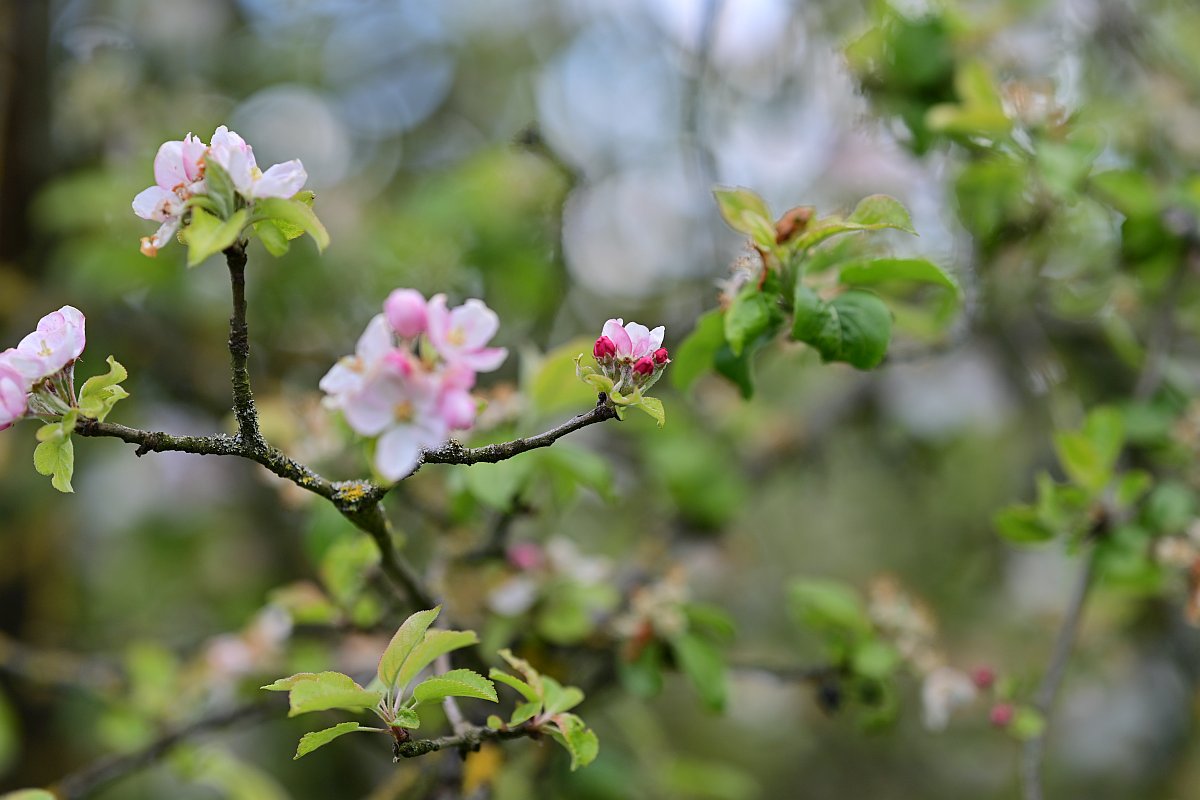 Plena_Äste-Bokeh4.jpg