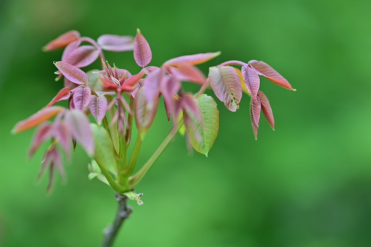Plena_Äste-Bokeh6.jpg