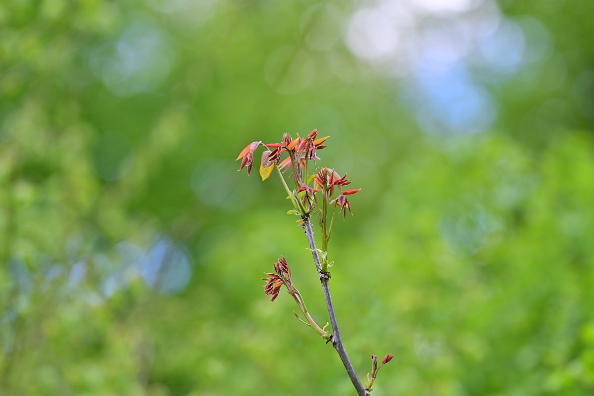 Plena_Äste-Bokeh7.jpg