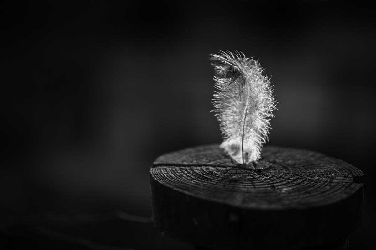 Pluma