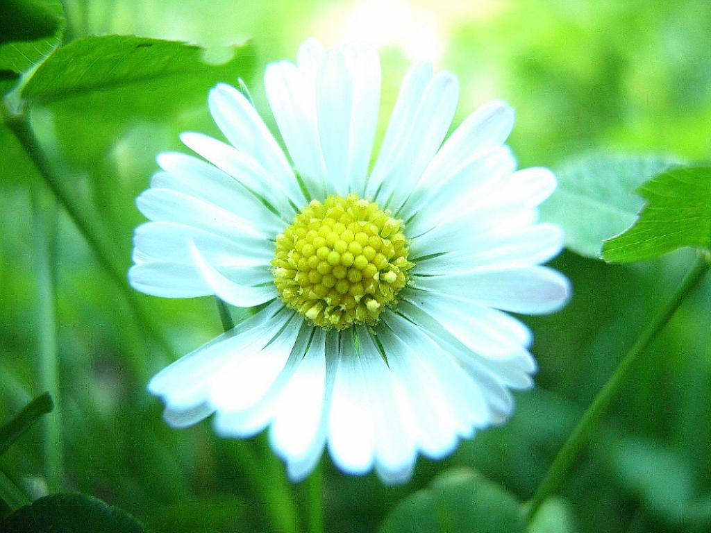 plume