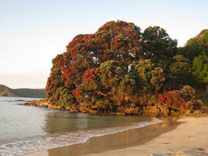 Pohutukawa Sunset - Maitai Bay - Far North