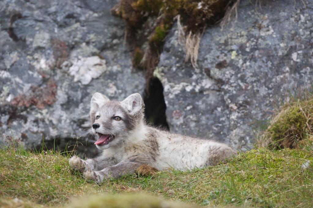 Polarfuchs