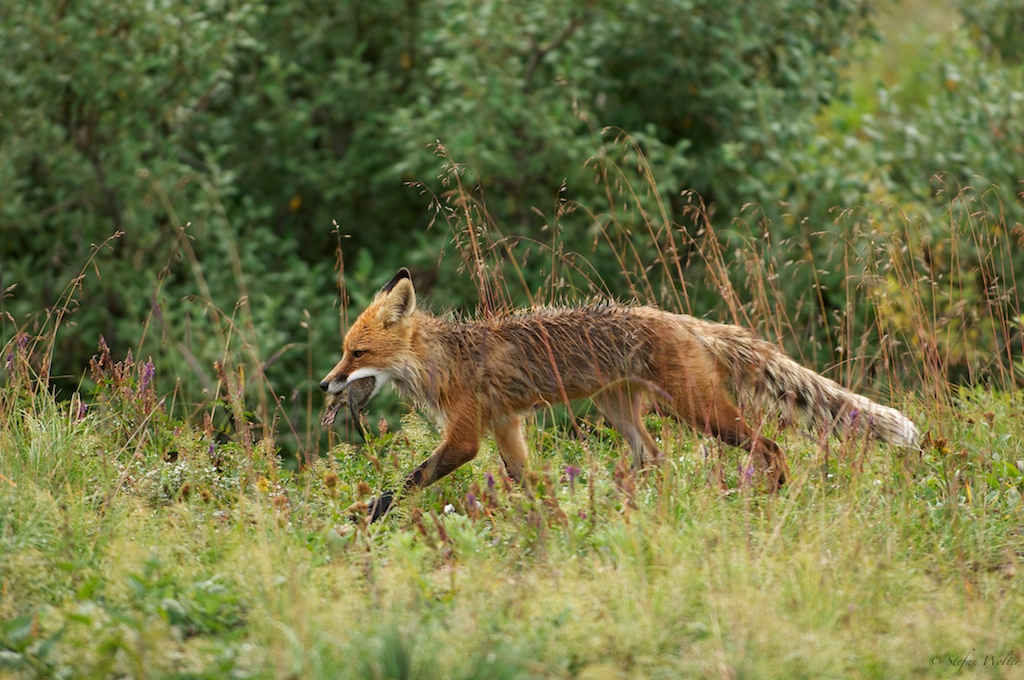 Polarfuchs
