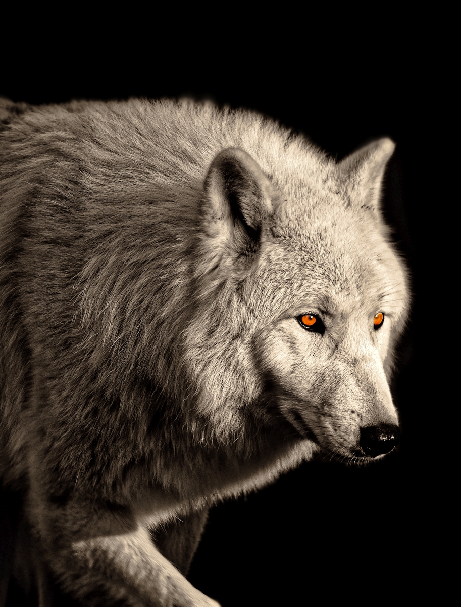 Polarwolf Forum.jpg