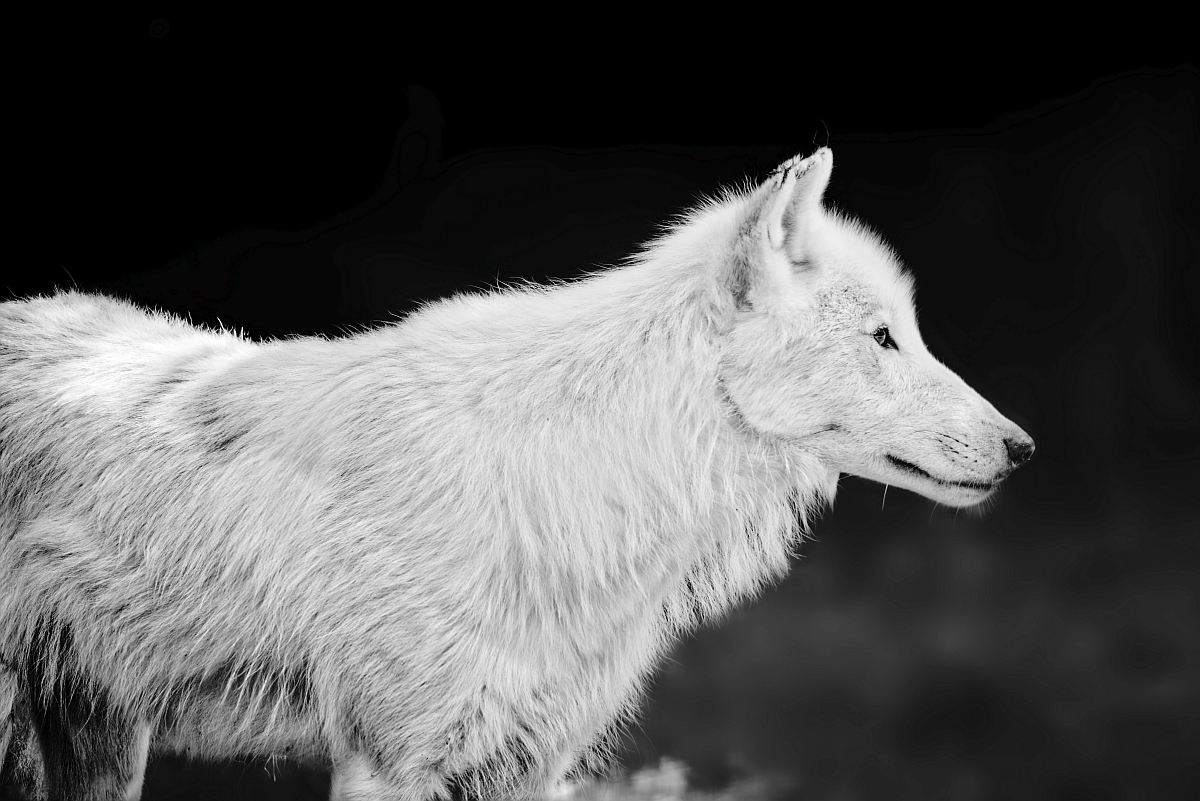 Polarwolf.jpg