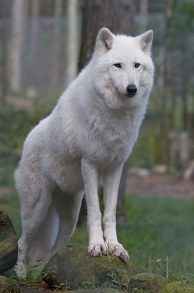 polarwolf