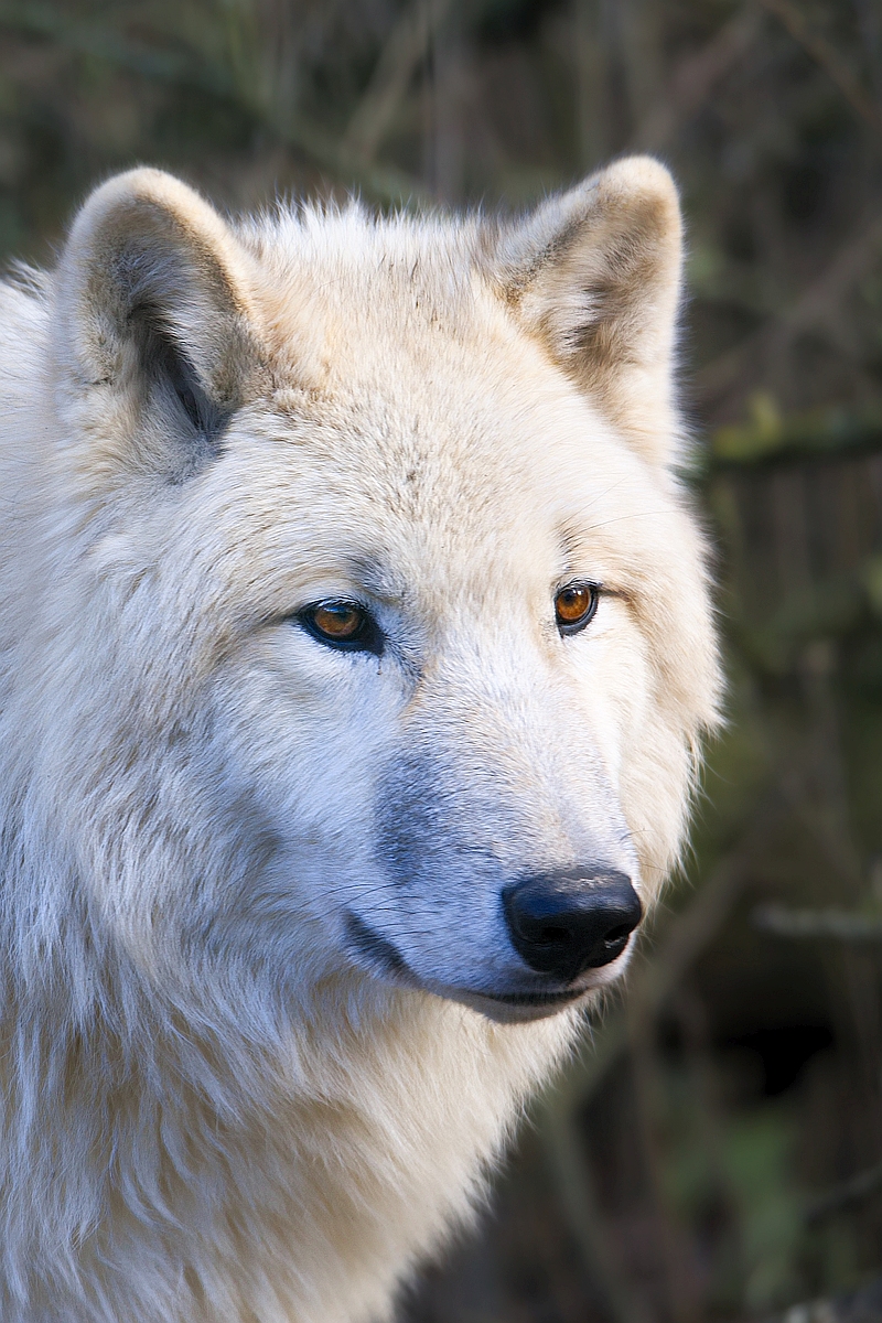 Polarwolf