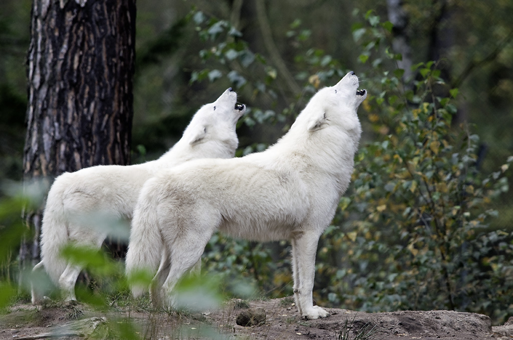 polarwolf
