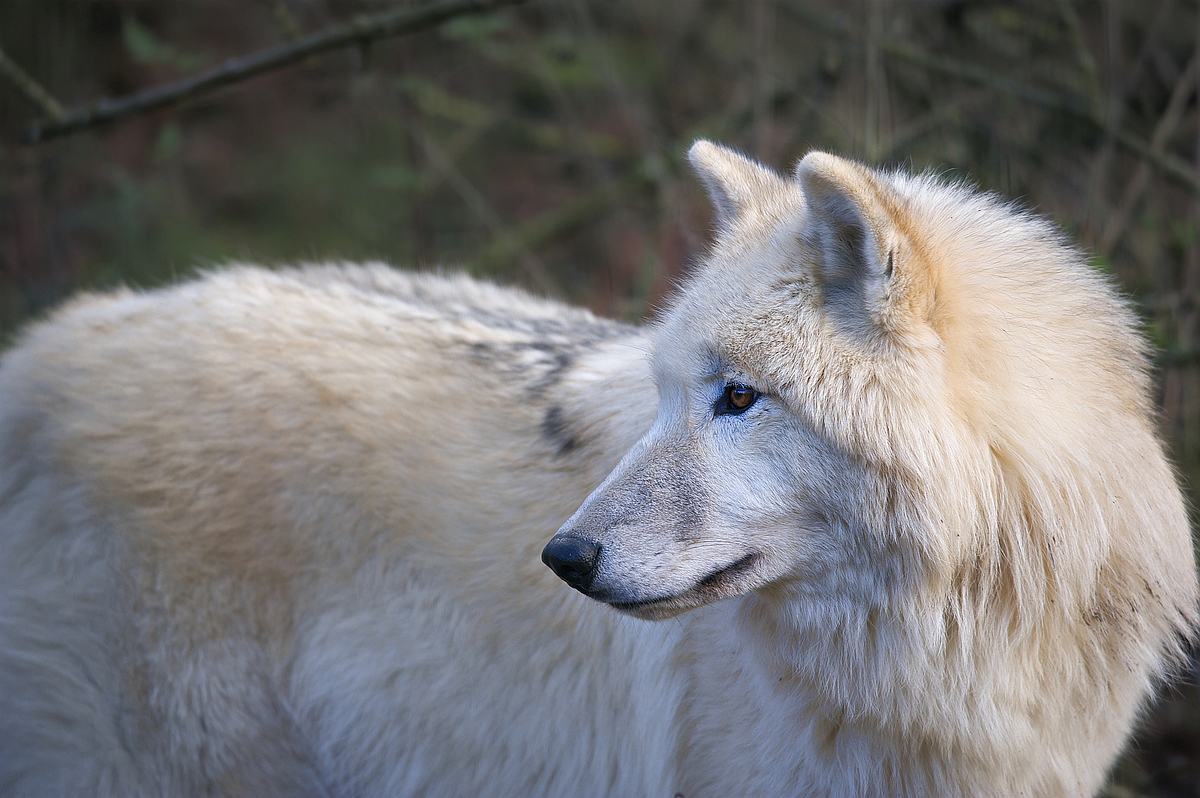 Polarwolf2