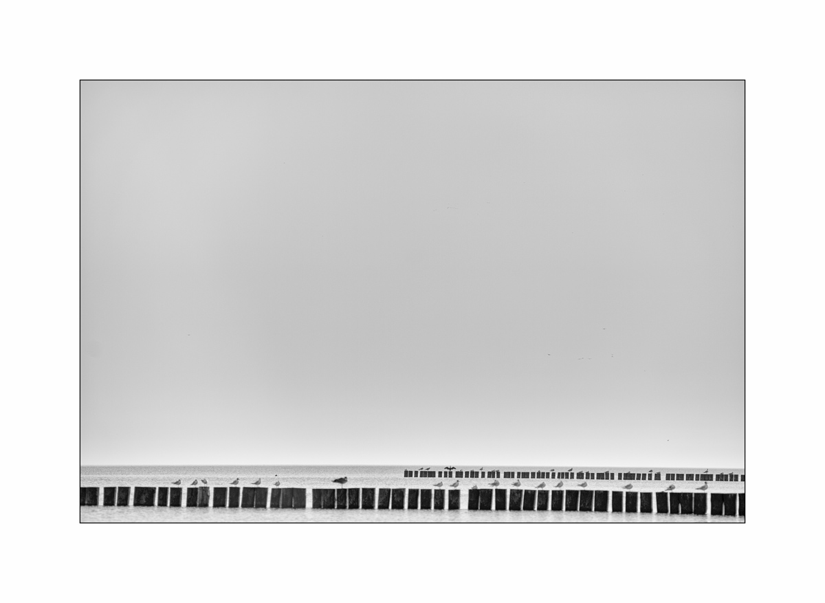 PolenD4F_2879.jpg