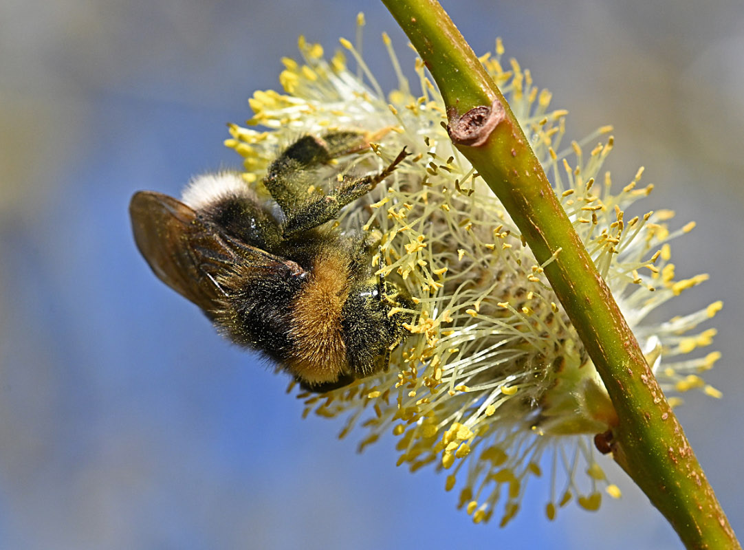 Pollenhummel.jpg